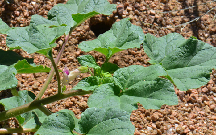 Leaves; Proboscidea parviflora, Doubleclaw Proboscidea parviflora, Doubleclaw